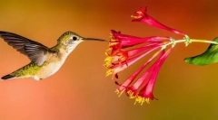 20 Nevjerojatnih činjenica o hummingbirds